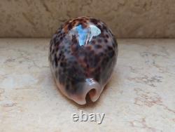 Cypraea pantherina 96.4 mm F++++ GEM sea shell uniqe color super natural glossy