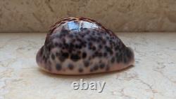 Cypraea pantherina 96.4 mm F++++ GEM sea shell uniqe color super natural glossy