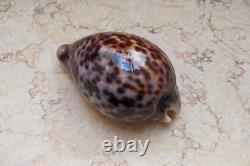 Cypraea pantherina 96.4 mm F++++ GEM sea shell uniqe color super natural glossy