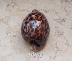 Cypraea pantherina 96.4 mm F++++ GEM sea shell uniqe color super natural glossy