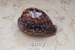 Cypraea pantherina 96.4 mm F++++ GEM sea shell uniqe color super natural glossy