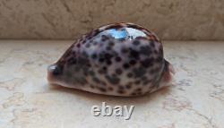 Cypraea pantherina 96.4 mm F++++ GEM sea shell uniqe color super natural glossy