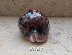 Cypraea pantherina 96.4 mm F++++ GEM sea shell uniqe color super natural glossy