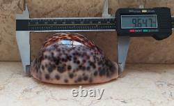 Cypraea pantherina 96.4 mm F++++ GEM sea shell uniqe color super natural glossy