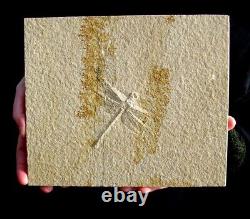 EXTINCTIONS- SUPER DETAILED DRAGONFLY FOSSIL With WINGS, SOLNHOFEN- 100% NATURAL