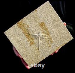 EXTINCTIONS- SUPER DETAILED DRAGONFLY FOSSIL With WINGS, SOLNHOFEN- 100% NATURAL