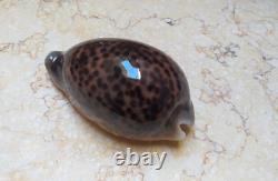F Cypraea pantherina 96.5 mm F++++ red sea shell WOW color super natural glossy