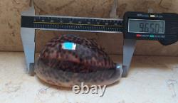 F Cypraea pantherina 96.5 mm F++++ red sea shell WOW color super natural glossy
