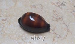 F cypraea exusta very rare red sea shell F+++ 55.6 mm super natural glossy