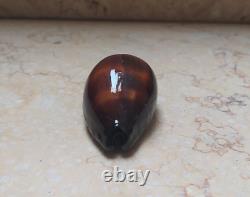 F cypraea exusta very rare red sea shell F+++ 55.6 mm super natural glossy