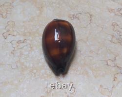 F cypraea exusta very rare red sea shell F+++ 55.6 mm super natural glossy