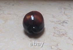 F cypraea exusta very rare red sea shell F+++ 55.6 mm super natural glossy