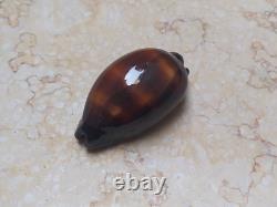 F cypraea exusta very rare red sea shell F+++ 55.6 mm super natural glossy