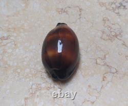 F cypraea exusta very rare red sea shell F+++ 55.6 mm super natural glossy