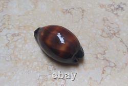 F cypraea exusta very rare red sea shell F+++ 55.6 mm super natural glossy