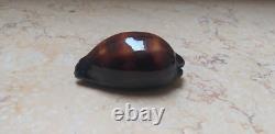 F cypraea exusta very rare red sea shell F+++ 55.6 mm super natural glossy