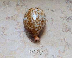 F cypraea pantherina F++++ F+++ 80 mm sea shell super natural glossy nice color