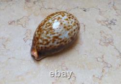 F cypraea pantherina F++++ F+++ 80 mm sea shell super natural glossy nice color