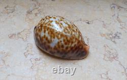 F cypraea pantherina F++++ F+++ 80 mm sea shell super natural glossy nice color