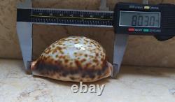 F cypraea pantherina F++++ F+++ 80 mm sea shell super natural glossy nice color