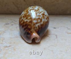 F cypraea pantherina F++++ F+++ 80 mm sea shell super natural glossy nice color