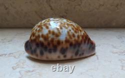 F cypraea pantherina F++++ F+++ 80 mm sea shell super natural glossy nice color