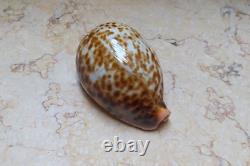 F cypraea pantherina F++++ F+++ 80 mm sea shell super natural glossy nice color