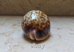 F cypraea pantherina F++++ F+++ 80 mm sea shell super natural glossy nice color