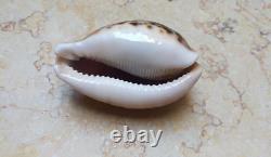 F cypraea pantherina F++++ F+++ 80 mm sea shell super natural glossy nice color