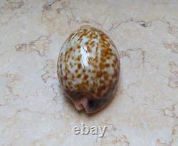 F cypraea pantherina F++++ F+++ 80 mm sea shell super natural glossy nice color