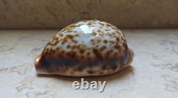 F cypraea pantherina F++++ F+++ 80 mm sea shell super natural glossy nice color