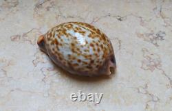 F cypraea pantherina F++++ F+++ 80 mm sea shell super natural glossy nice color