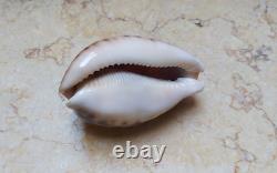 F cypraea pantherina F++++ F+++ 80 mm sea shell super natural glossy nice color