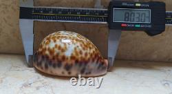 F cypraea pantherina F++++ F+++ 80 mm sea shell super natural glossy nice color