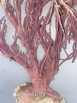 Large super rare PURPLE Coral Dried Sea Whip Tree Fan Natural Beach
