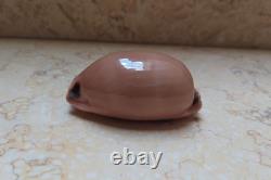 Luria pulchra sinaiensis F++++ F+++ 66.5mm super natural glossy red sea shell