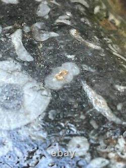 Natural Crinoid Fossil crystallized Quartz With Gold Super Rare NY River Find