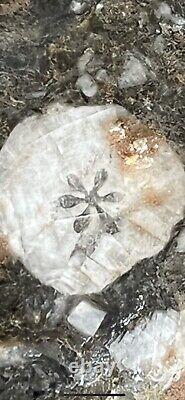 Natural Crinoid Fossil crystallized Quartz With Gold Super Rare NY River Find