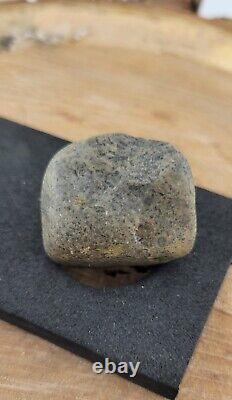 SUPER RARE EYED Conglomerate Shell Fossil 31g
