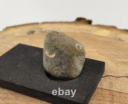 SUPER RARE EYED Conglomerate Shell Fossil 31g