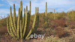 Stenocereus Thurberi Organ Pipe Cactus Super Thick Fat Huge Healthy Giant 4 Foot