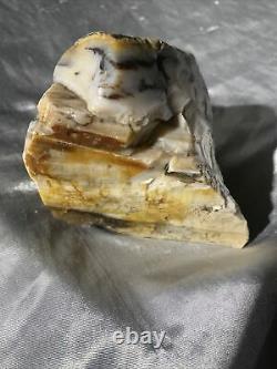 Super Rare Mt Shasta Badger Pocket Petrified dendrite Black Opal wood
